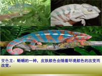 初中语文人教部编版九年级下册6 变色龙图片课件ppt