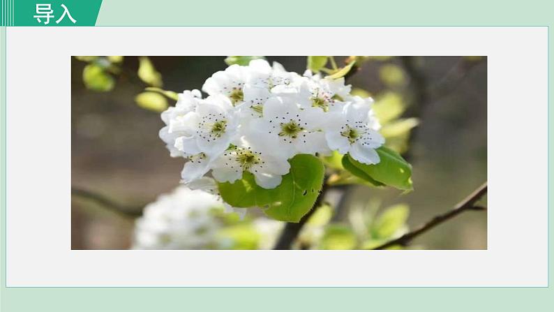 部编版七年级语文下册课件---15. 驿路梨花第1页