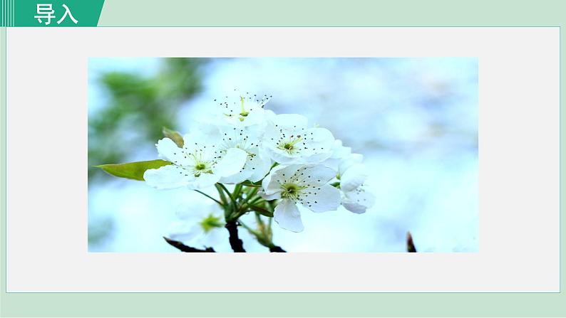 部编版七年级语文下册课件---15. 驿路梨花第2页