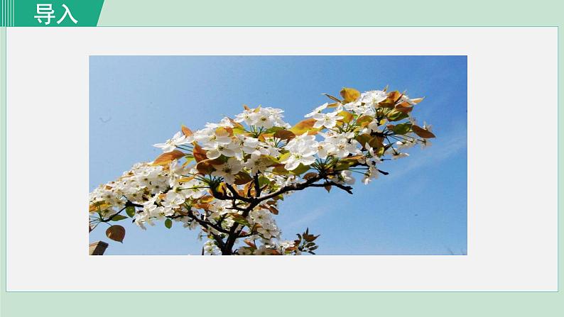 部编版七年级语文下册课件---15. 驿路梨花第3页