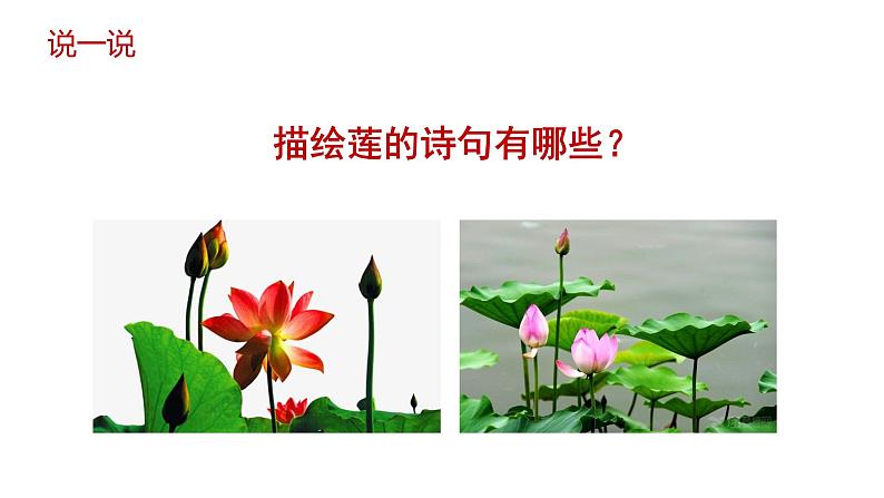 17 《短文两篇——爱莲说》-2021-2022学年部编版语文七年级下册课件PPT第2页