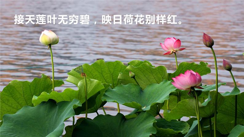 17 《短文两篇——爱莲说》-2021-2022学年部编版语文七年级下册课件PPT第3页