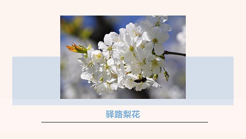 部编版七年级语文下册课件---15《 驿路梨花》第2页