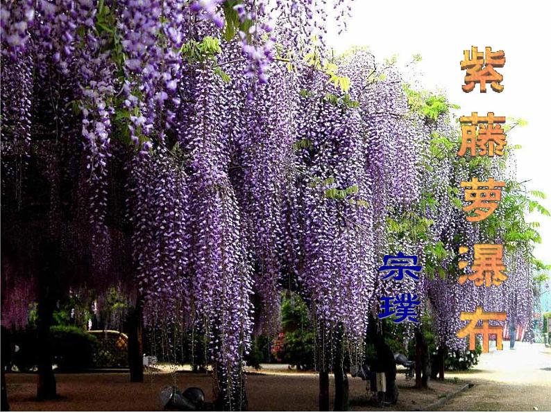 2022年人教部编版七年级语文下册第18课紫藤萝瀑布课件 (3)01