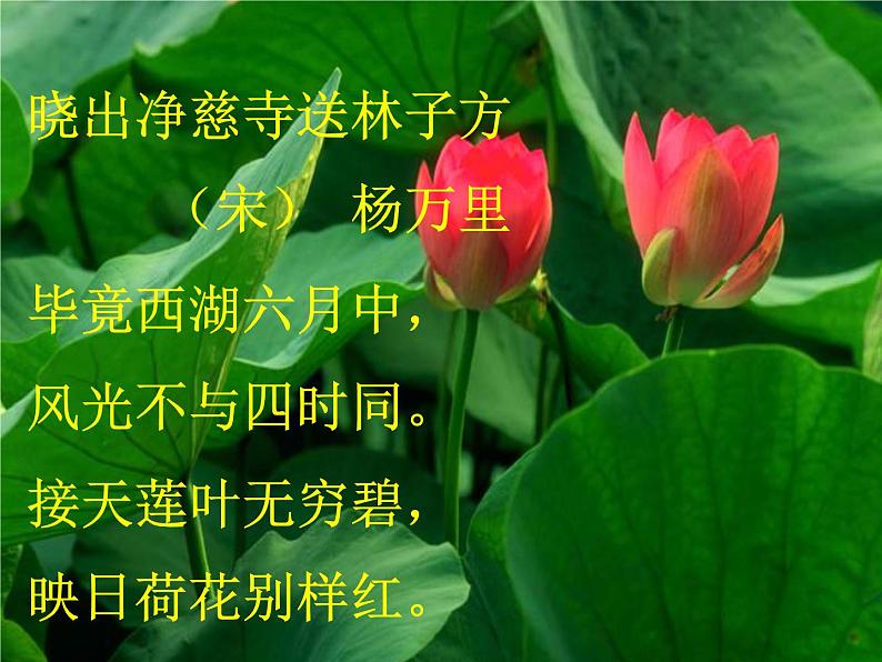 2022年人教部编版七年级语文下册第17课短文两篇之爱莲说课件 (2)第2页