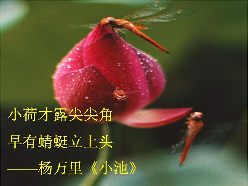 2022年人教部编版七年级语文下册第17课短文两篇之爱莲说课件 (2)第4页