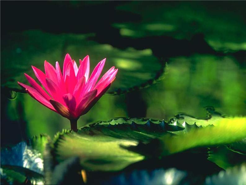 2022年人教部编版七年级语文下册第17课短文两篇之爱莲说课件 (2)第6页