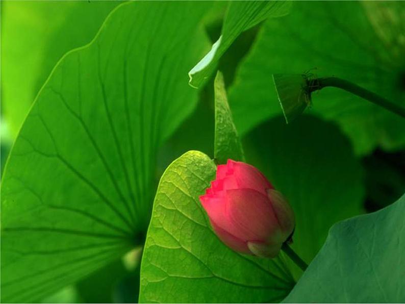 2022年人教部编版七年级语文下册第17课短文两篇之爱莲说课件 (2)第7页