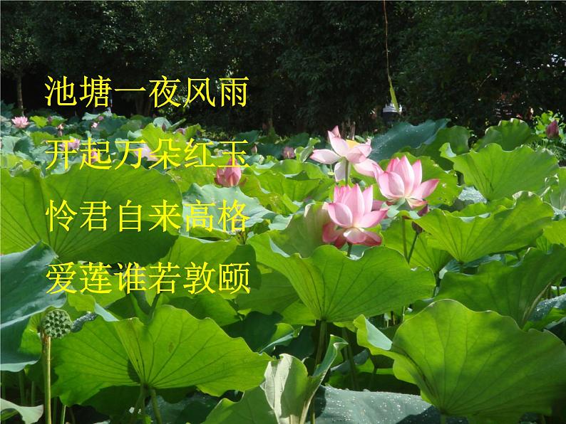 2022年人教部编版七年级语文下册第17课短文两篇之爱莲说课件 (2)第8页