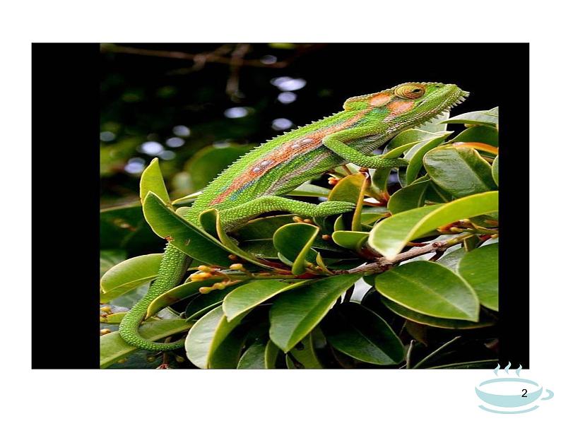 第6课《变色龙》课件（共26张PPT）　2020－2021学年部编版语文九年级下册02