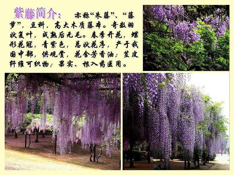 部编版语文七年级下册18《紫藤萝瀑布》PPT课件第2页