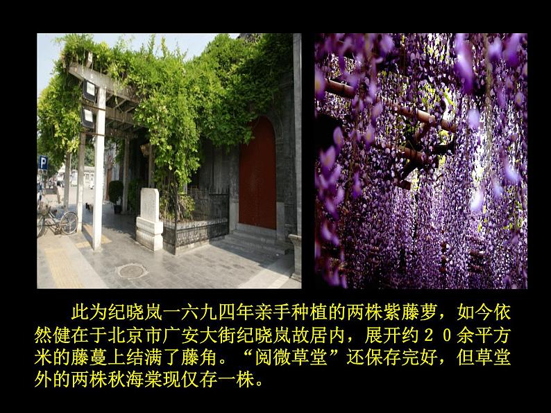 部编版语文七年级下册18《紫藤萝瀑布》PPT课件第3页