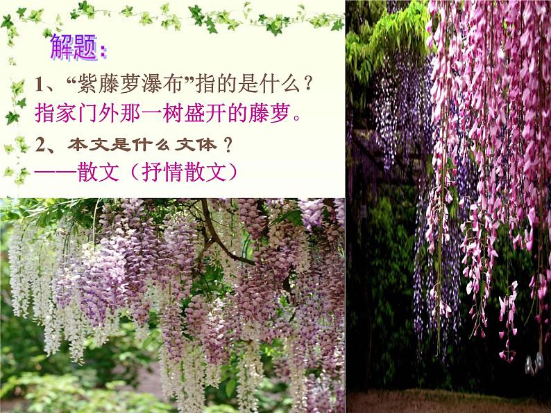 部编版语文七年级下册18《紫藤萝瀑布》PPT课件第6页