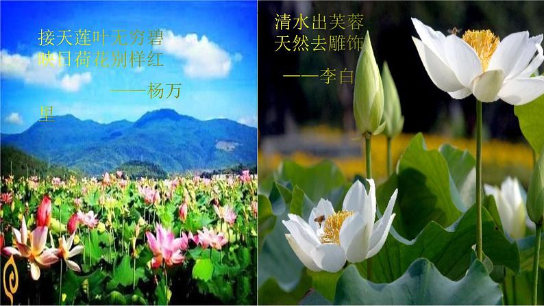 部编版语文七年级下册17《爱莲说》PPT课件第4页