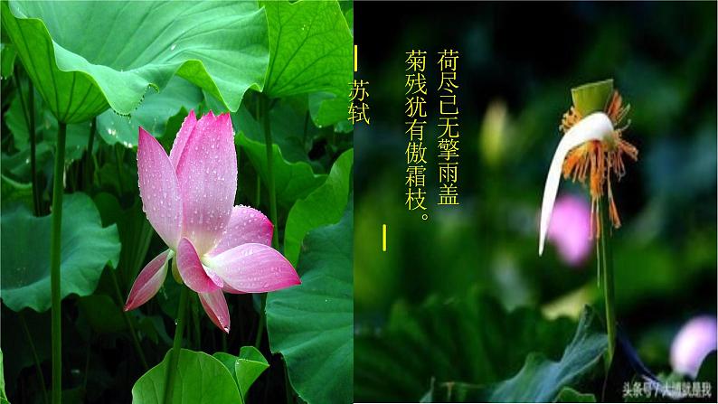 部编版语文七年级下册17《爱莲说》PPT课件第5页