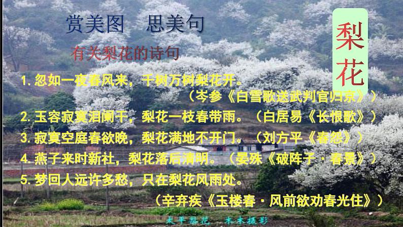 部编版语文七年级下册15《驿路梨花》PPT课件第1页