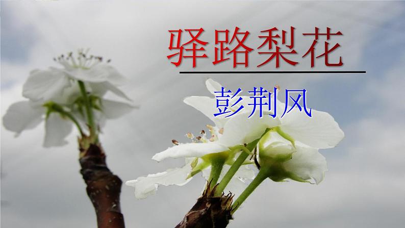 部编版语文七年级下册15《驿路梨花》PPT课件第3页