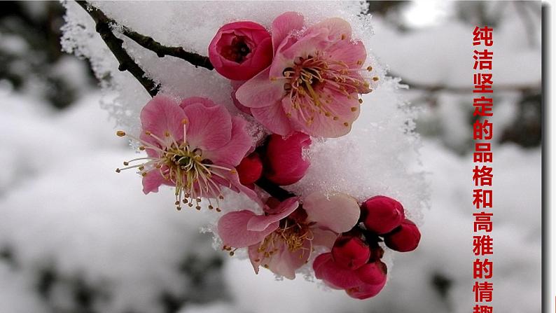 初中语文人教版（部编）七年级下册陋室铭4 课件第1页