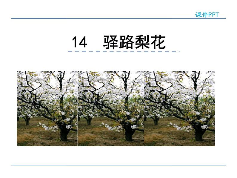 初中语文人教版（部编）七年级下册14驿路梨花 课件第2页
