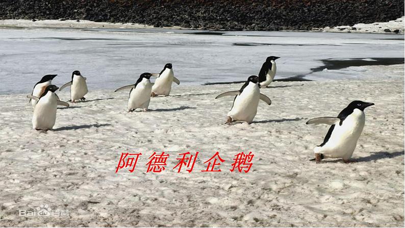 初中语文人教版（部编）七年级下册21伟大的悲剧 课件第5页