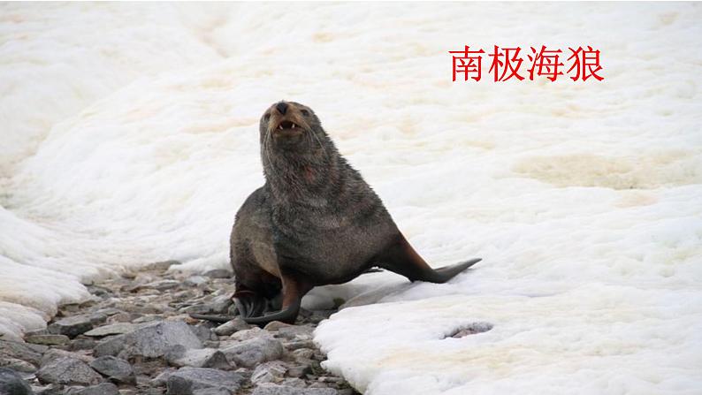 初中语文人教版（部编）七年级下册21伟大的悲剧 课件第6页