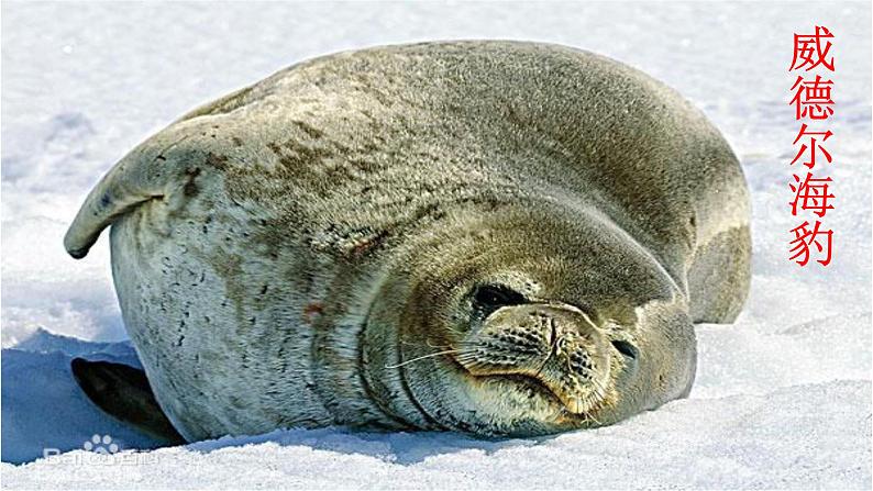 初中语文人教版（部编）七年级下册21伟大的悲剧 课件第7页