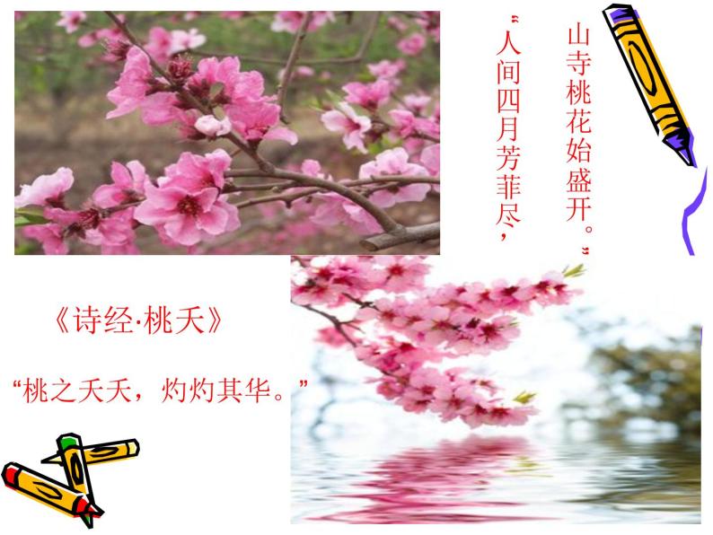 初中语文人教版（部编）七年级下册18一棵小桃树1 课件03