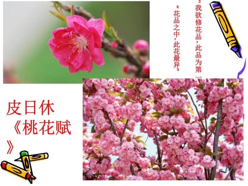 初中语文人教版（部编）七年级下册18一棵小桃树1 课件04