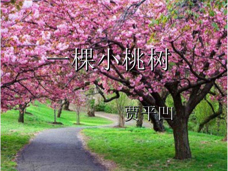 初中语文人教版（部编）七年级下册18一棵小桃树1 课件05