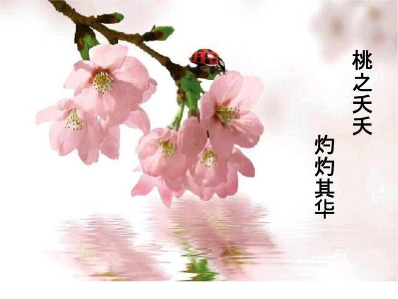 初中语文人教版（部编）七年级下册18一棵小桃树9 课件04