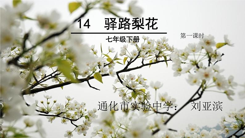 初中语文人教版（部编）七年级下册14驿路梨花4 课件第1页