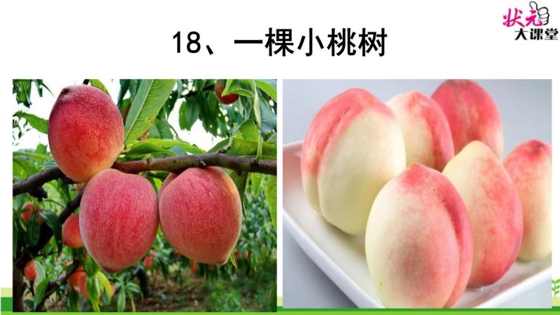 初中语文人教版（部编）七年级下册18一棵小桃树8 课件01