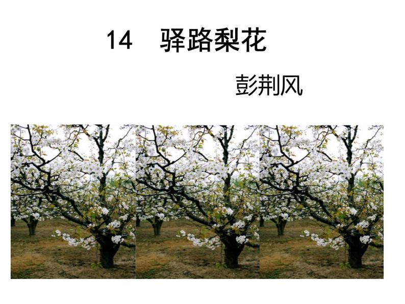 初中语文人教版（部编）七年级下册14驿路梨花4 课件01