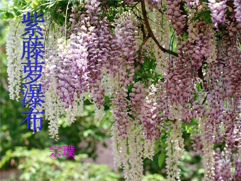 初中语文人教版（部编）七年级下册17紫藤萝瀑布 课件03