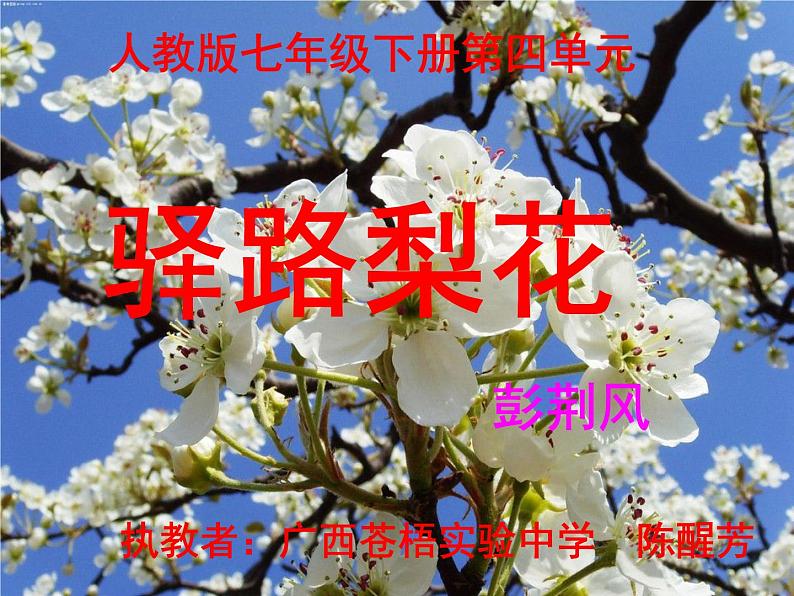 初中语文人教版（部编）七年级下册14驿路梨花3 课件第1页