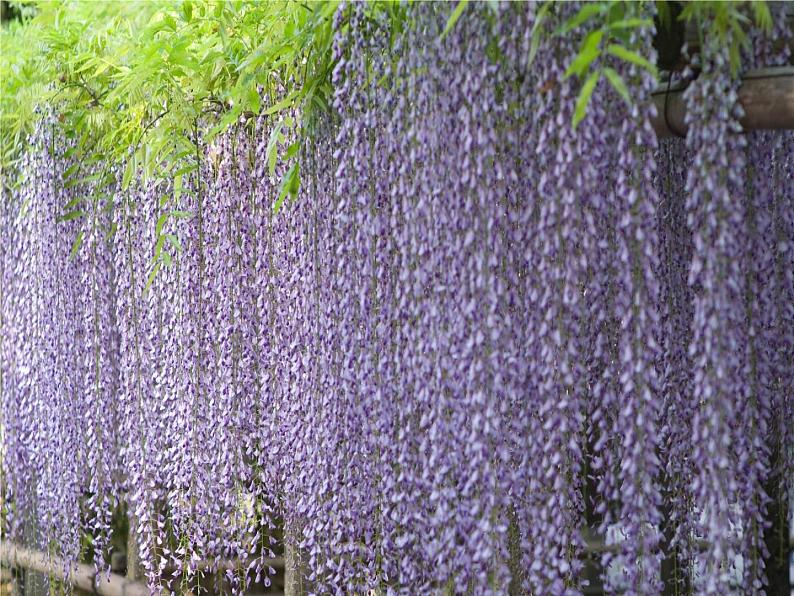 初中语文人教版（部编）七年级下册17紫藤萝瀑布3 课件第2页