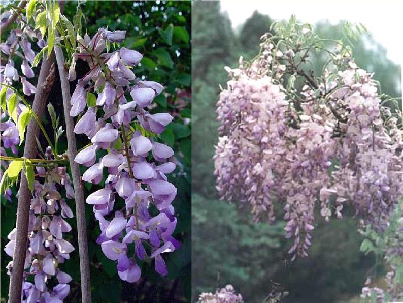 初中语文人教版（部编）七年级下册17紫藤萝瀑布3 课件第4页