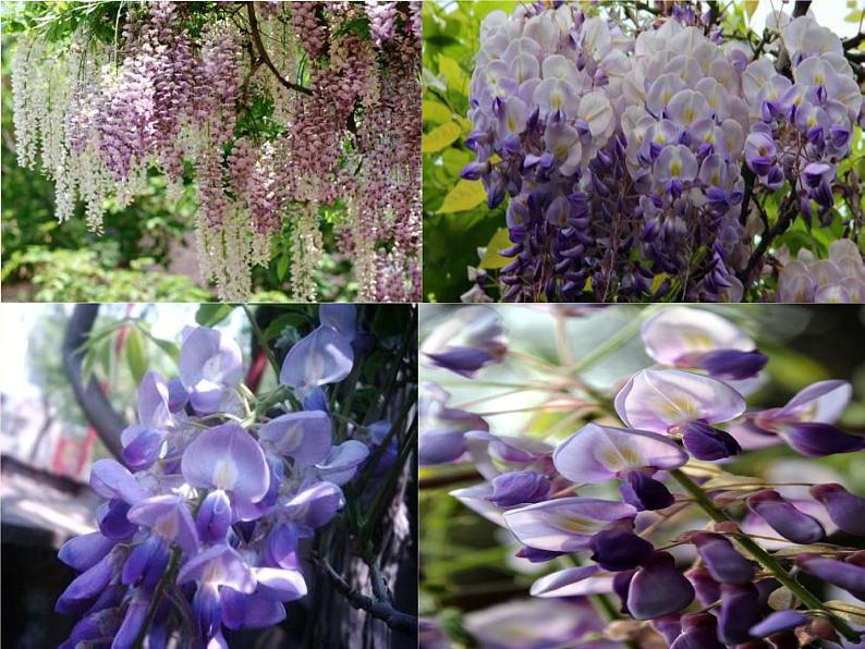 初中语文人教版（部编）七年级下册17紫藤萝瀑布3 课件第5页