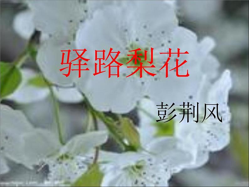 初中语文人教版（部编）七年级下册14驿路梨花2 课件第2页