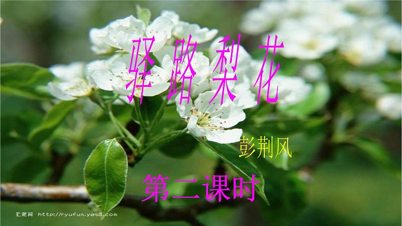 初中语文人教版（部编）七年级下册14驿路梨花1 课件第2页