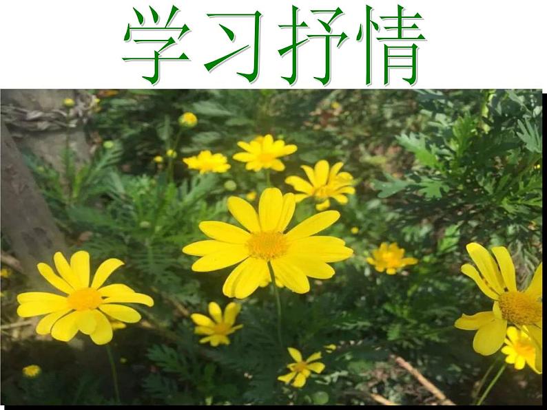 初中语文人教版（部编）七年级下册学习抒情4 课件02