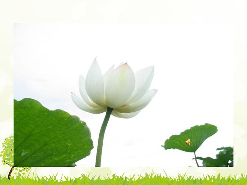 初中语文人教版（部编）七年级下册爱莲说6 课件第1页