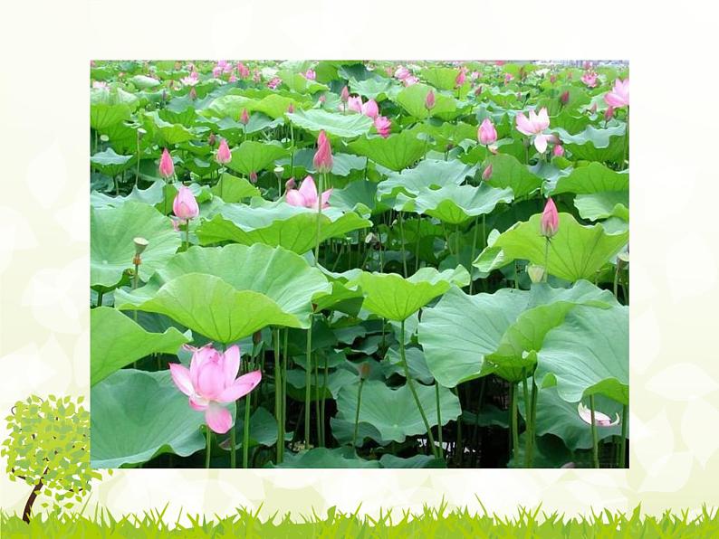 初中语文人教版（部编）七年级下册爱莲说6 课件第3页