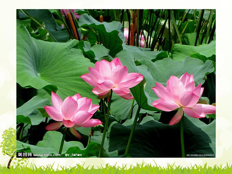 初中语文人教版（部编）七年级下册爱莲说6 课件第5页