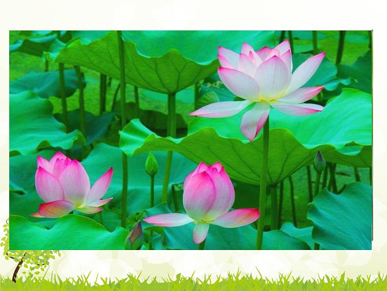 初中语文人教版（部编）七年级下册爱莲说6 课件第7页