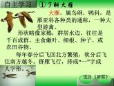 初中语文人教版（部编）八年级下册7大雁归来2 课件