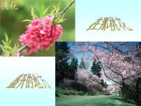 2021学年5 大自然的语言图文课件ppt