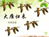 初中语文人教版（部编）八年级下册7大雁归来5 课件