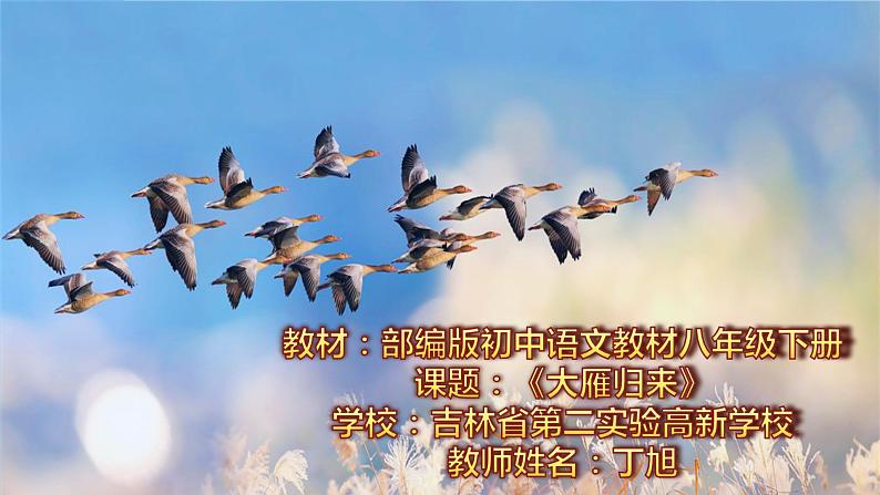 初中语文人教版（部编）八年级下册7大雁归来 课件01