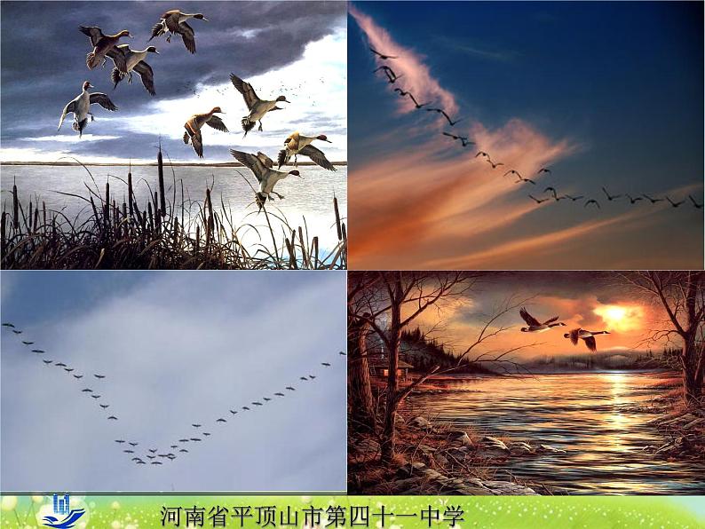 初中语文人教版（部编）八年级下册7大雁归来 课件03